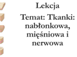Klasa 6 - Tkanki: nabłonkowa, mięśniowa, nerwowa - prezentacja