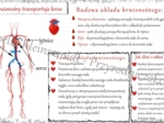 Sketchnotka „. Układ krwionośny transportuje krew” w power point do edycji, PRZYRODA do klasy 4 – dział IV „Odkrywamy tajemnice ciała człowieka”