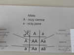 Genotyp i fenotyp - okienkowa notatka