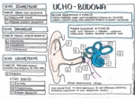 Ucho - klasa 7 - kolorowa notatka graficzna