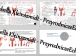 Minizestaw na temat „Męski układ rozrodczy” – sketchnotka + karta pracy w power point + gratisowy link do prezentacji multimedialnej niekomercyjnej wykonanej w genial.ly do indywidualnego pobrania i użycia do celów niekomercyjnych. Biologia 7, „Rozmnażan