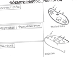 Różnorodność protistów (karta pracy)