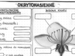 Rośliny okrytonasienne - szarość - klasa 5