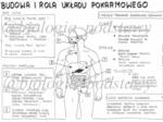 Klasa 7 - Budowa i rola układu pokarmowego - sketchnotka