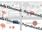 Minizestaw na temat „Zaburzenia funkcjonowania układu hormonalnego” – sketchnotka + karta pracy w power point + gratisowy link do prezentacji multimedialnej niekomercyjnej wykonanej w genial.ly do indywidualnego pobrania i użycia do celów niekomercyjnych
