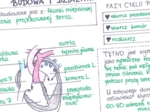 Budowa i działanie serca (sketchnotka)