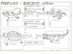 Klasa 6 - Gady - przegląd i znaczenie - KP