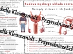 Sketchnotka - notatka „Budowa męskiego układu rozrodczego” wykonana w power point do edycji. Biologia 7; „Rozmnażanie i rozwój człowieka”