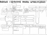 Klasa 7 - Działanie i budowa układu wydalniczego - sketchnotka