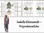 Notatki okienkowe „Budowa nagonasiennych”, „Budowa sosny pospolitej” w pdf. „Nagonasienne” w pdf. Biologia 5 dział „Różnorodność roślin”.