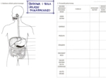 Budowa i rola układu pokarmowego (karta pracy)