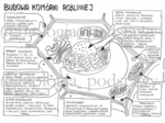 Klasa 5 - Budowa komórki roślinnej - uzupełniona sketchnotka