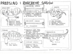 Klasa 6 - Gady - przegląd i znaczenie - sketchnotka