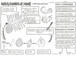 Nagonasienne - klasa 5 - sketchnotka