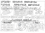 Klasa 5 - Sposoby oddychania organizmów - sketchnotka