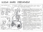 Klasa 7 - Budowa układu oddechowego - sketchnotka