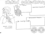 Układ oddechowy - Rysunkowe karty pracy