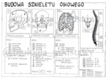 Klasa 7 - Budowa szkieletu osiowego - sketchnotka