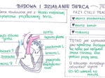 Budowa i działanie serca (sketchnotka)