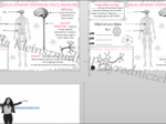 Minizestaw na temat „Układ nerwowy kontroluje pracę organizmu” – sketchnotka + karta pracy w power point + gratisowy link do prezentacji multimedialnej niekomercyjnej wykonanej w genial.ly do indywidualnego pobrania i użycia do celów niekomercyjnych. Prz