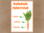 Dzień Marchewki - zestaw materiałów (2)