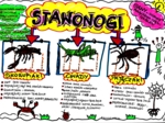Klasa 6. Biologia. Stawonogi (karta pracy kolorowa)