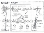 Klasa 7 - Szkielet kończyn i ich obręczy - sketchnotka