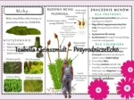 Sketchnotka/książeczka/notatka/wklejka/ściąga dla ucznia i przypomnienie dla nauczyciela/edukacja domowa. Temat „Mchy”. Materiał w pdf. Biologia 5, dział „Różnorodność roślin”. Nowość 2024/2025.