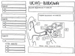 Budowa ucha - klasa 7 - KP