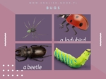 Angielski. Robaczki - Bugs