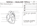 Budowa i działanie serca (karta pracy)