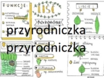 Biologia. Liść - sketchnotka