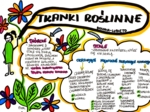 Klasa 5. Biologia. Tkanki roślinne (karta pracy kolorowa)