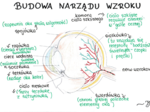 Budowa oka (sketchnotka)