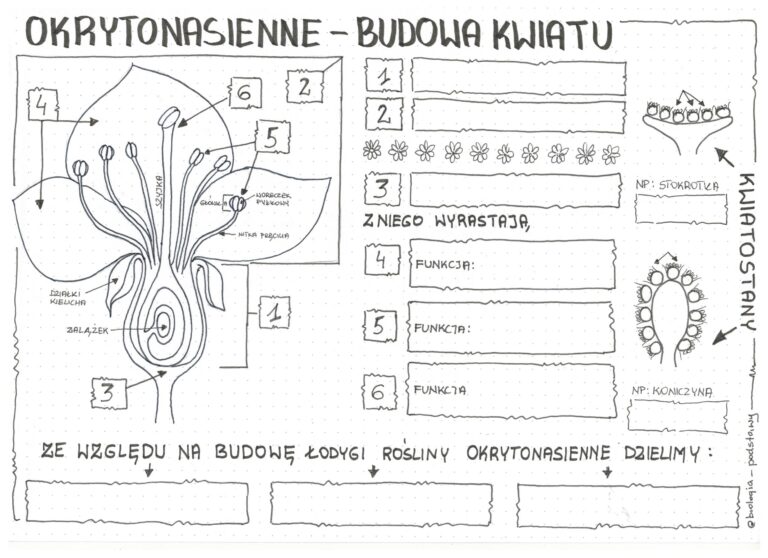 Okrytonasienne Budowa Kwiatu Klasa Karta Pracy Z Oty Nauczyciel