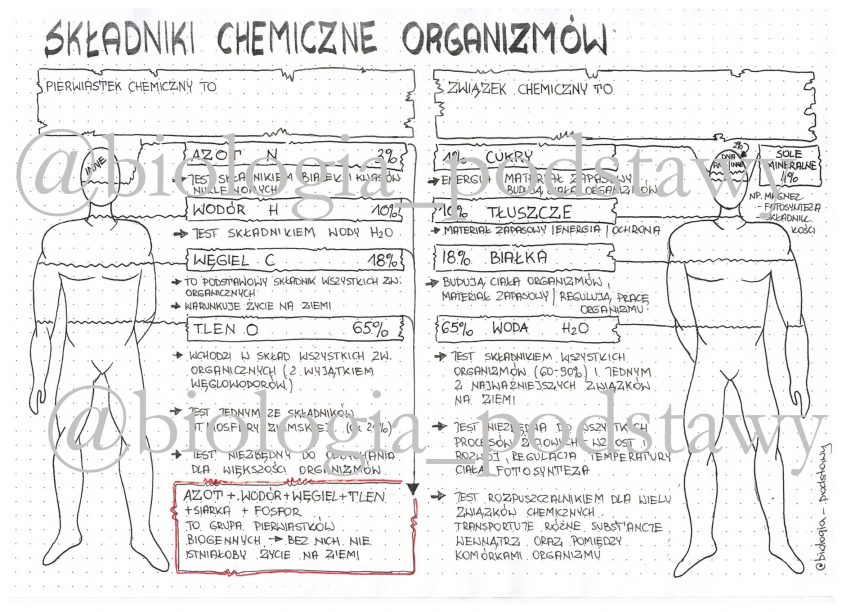 Klasa 5 Składniki chemiczne organizmów sketchnotka Złoty nauczyciel