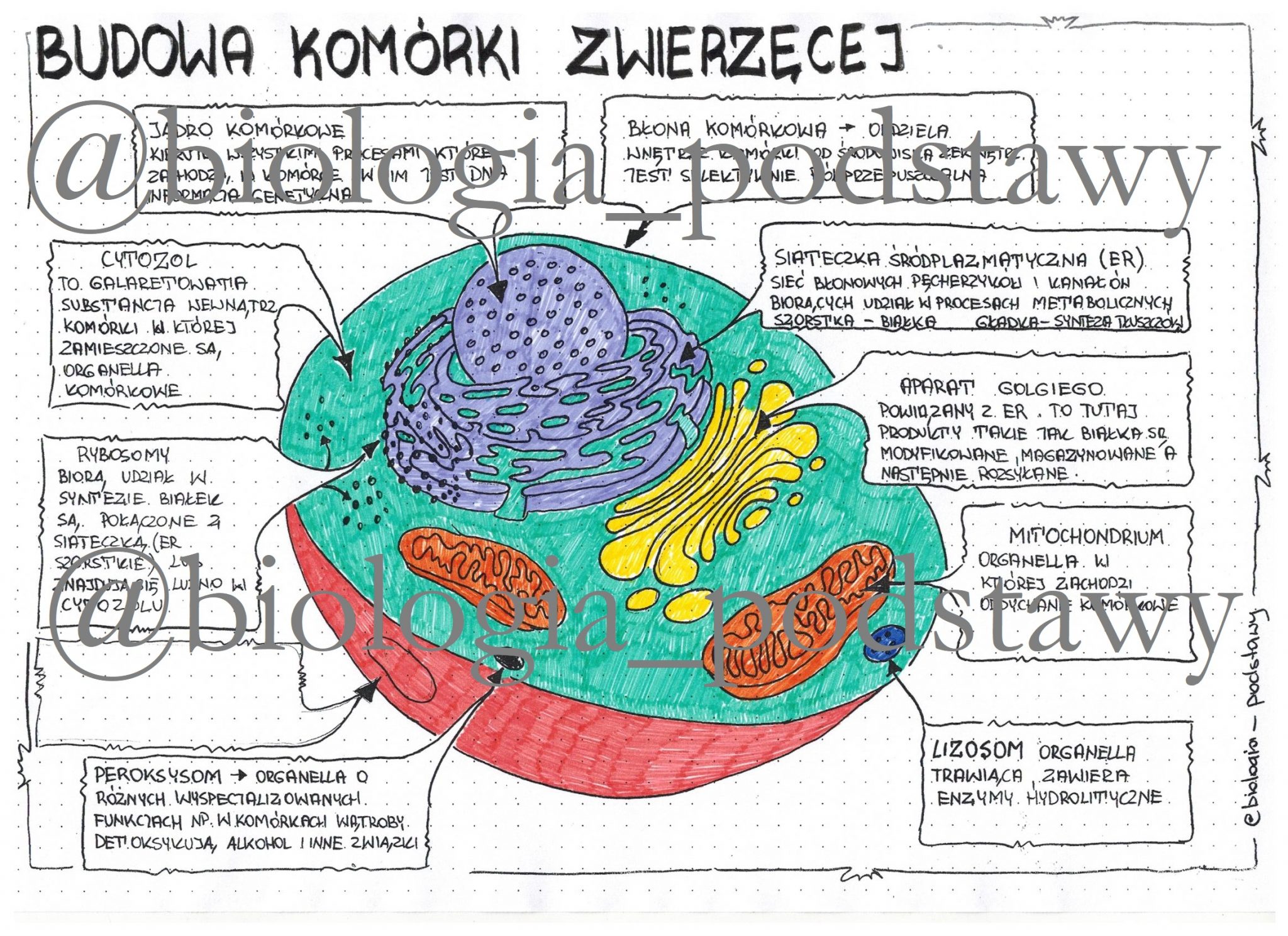 Budowa komórki zwierzęcej klasa 5 sketchnotka Złoty nauczyciel