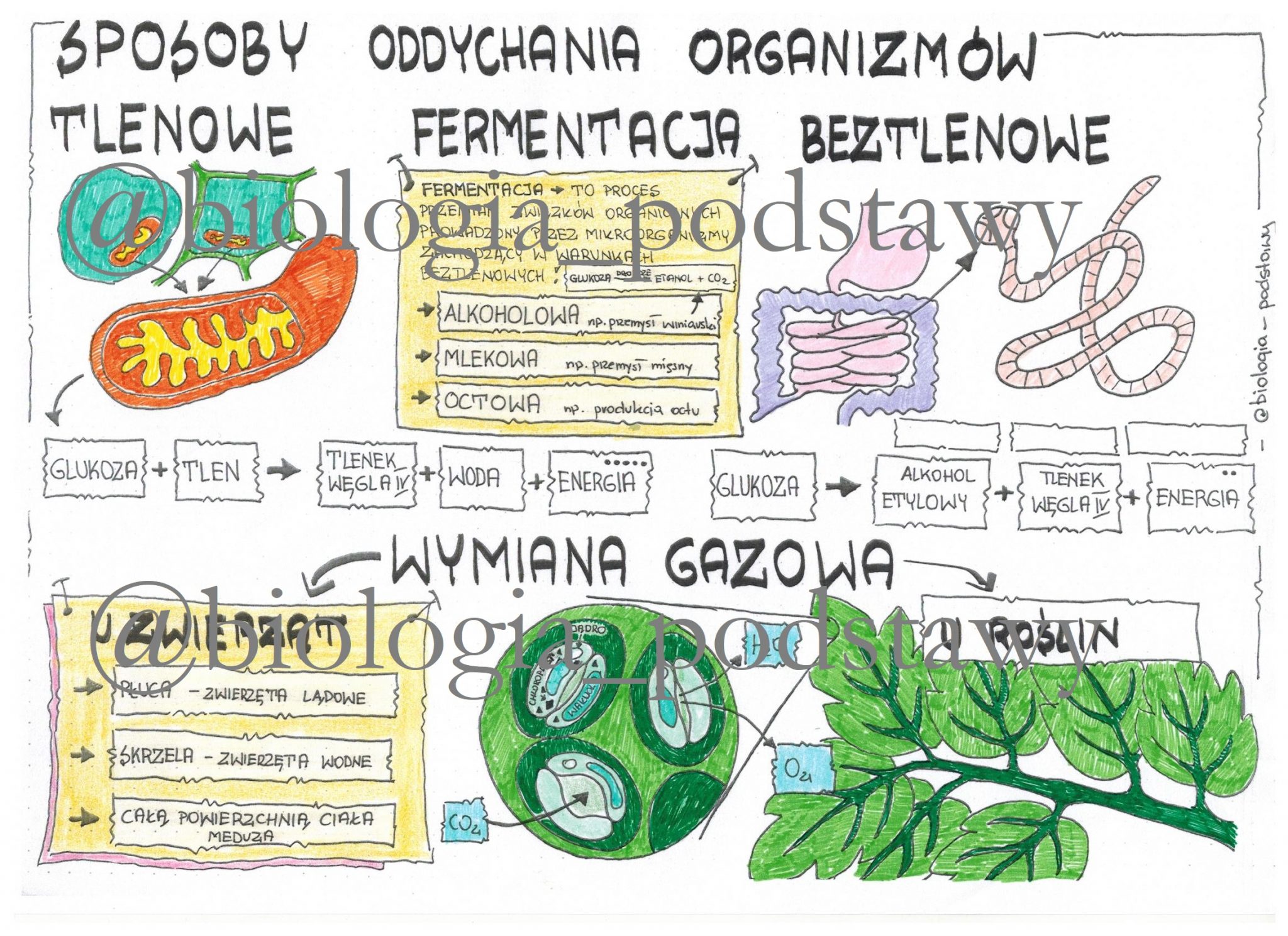 Klasa 5 Sposoby oddychania organizmów sketchnotka Złoty nauczyciel