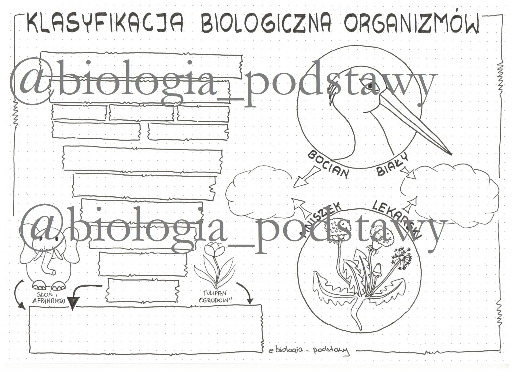 Klasa Klasyfikacja Organizm W Sketchnotka Z Oty Nauczyciel