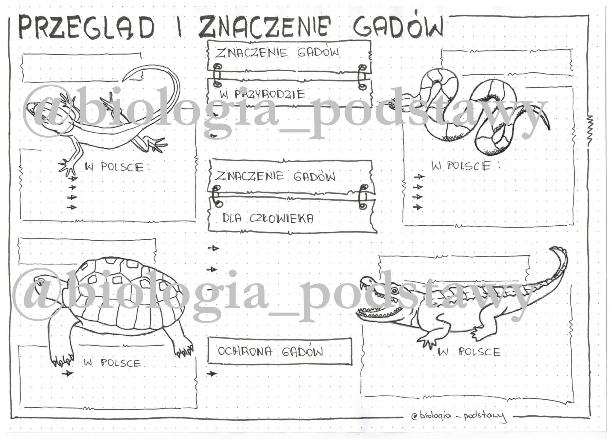 Klasa 6 Gady przegląd i znaczenie KP Złoty nauczyciel