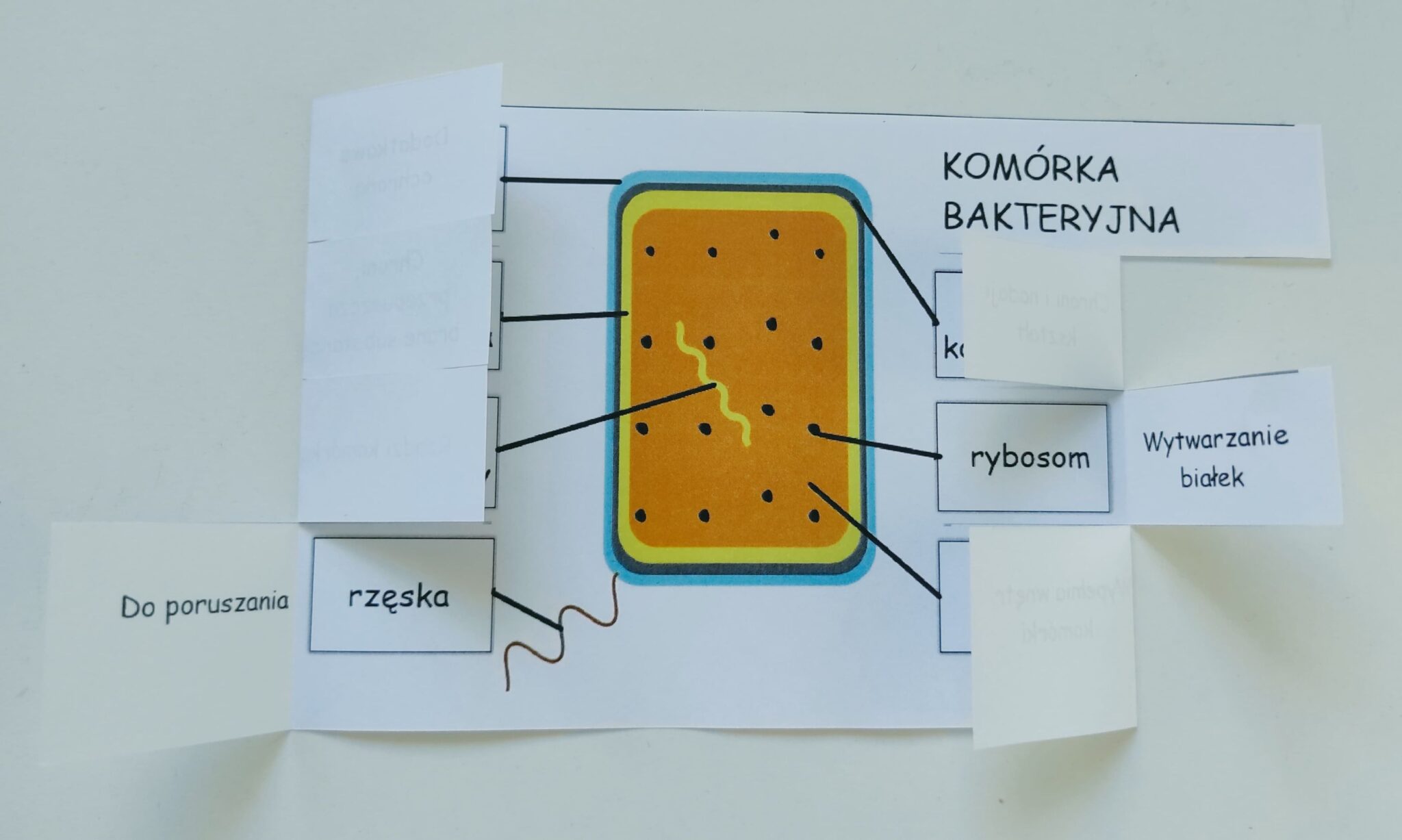 Kom Rka Bakteryjna Okienkowa Notatka Z Oty Nauczyciel