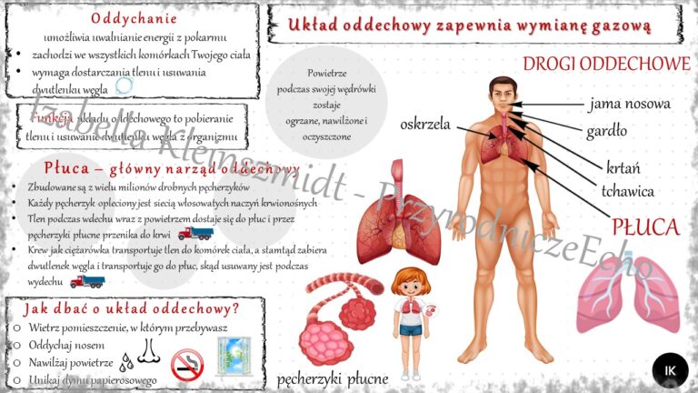 Sketchnotka Układ oddechowy zapewnia wymianę gazową w power point do