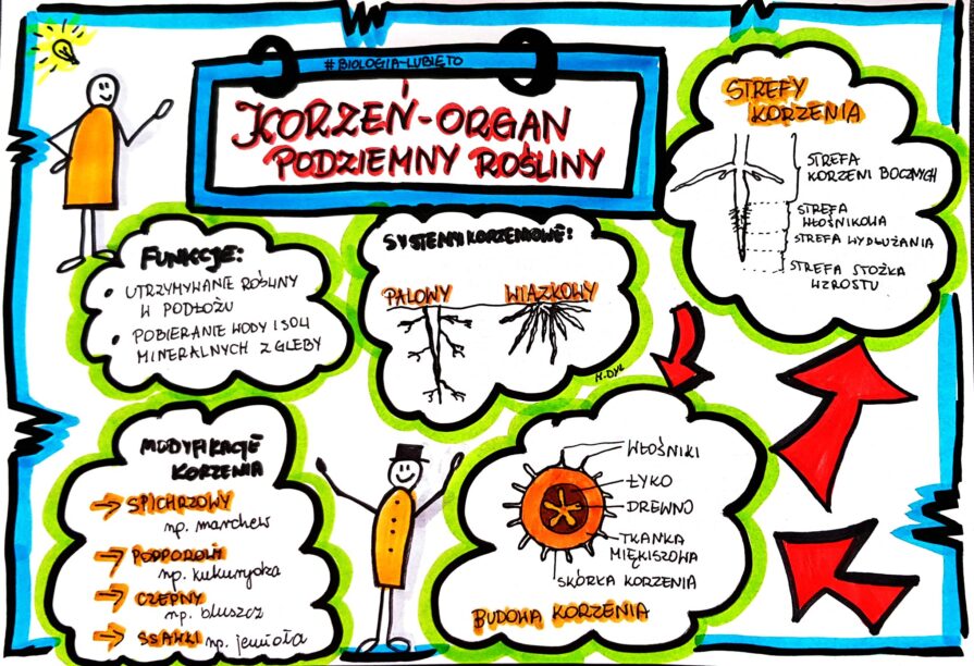 Klasa 5 Biologia Korzeń karta pracy kolorowa Złoty nauczyciel