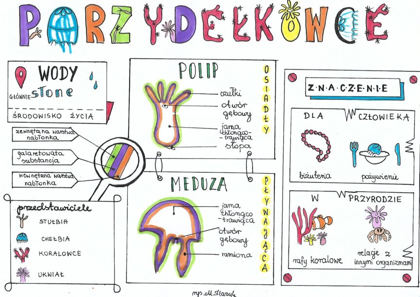 Klasa 6 Biologia Parzydełkowce Złoty nauczyciel