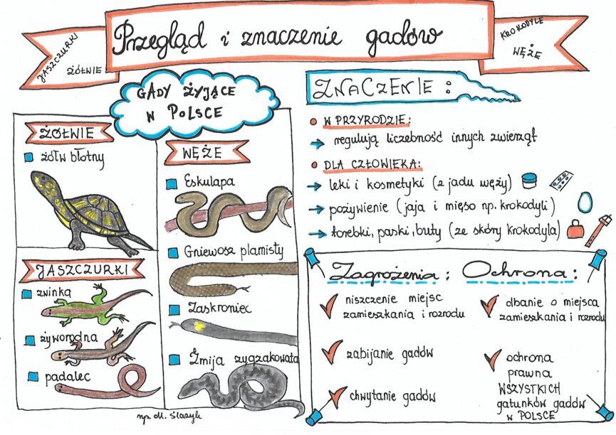 Klasa Biologia Przegl D I Znaczenie Gad W Z Oty Nauczyciel