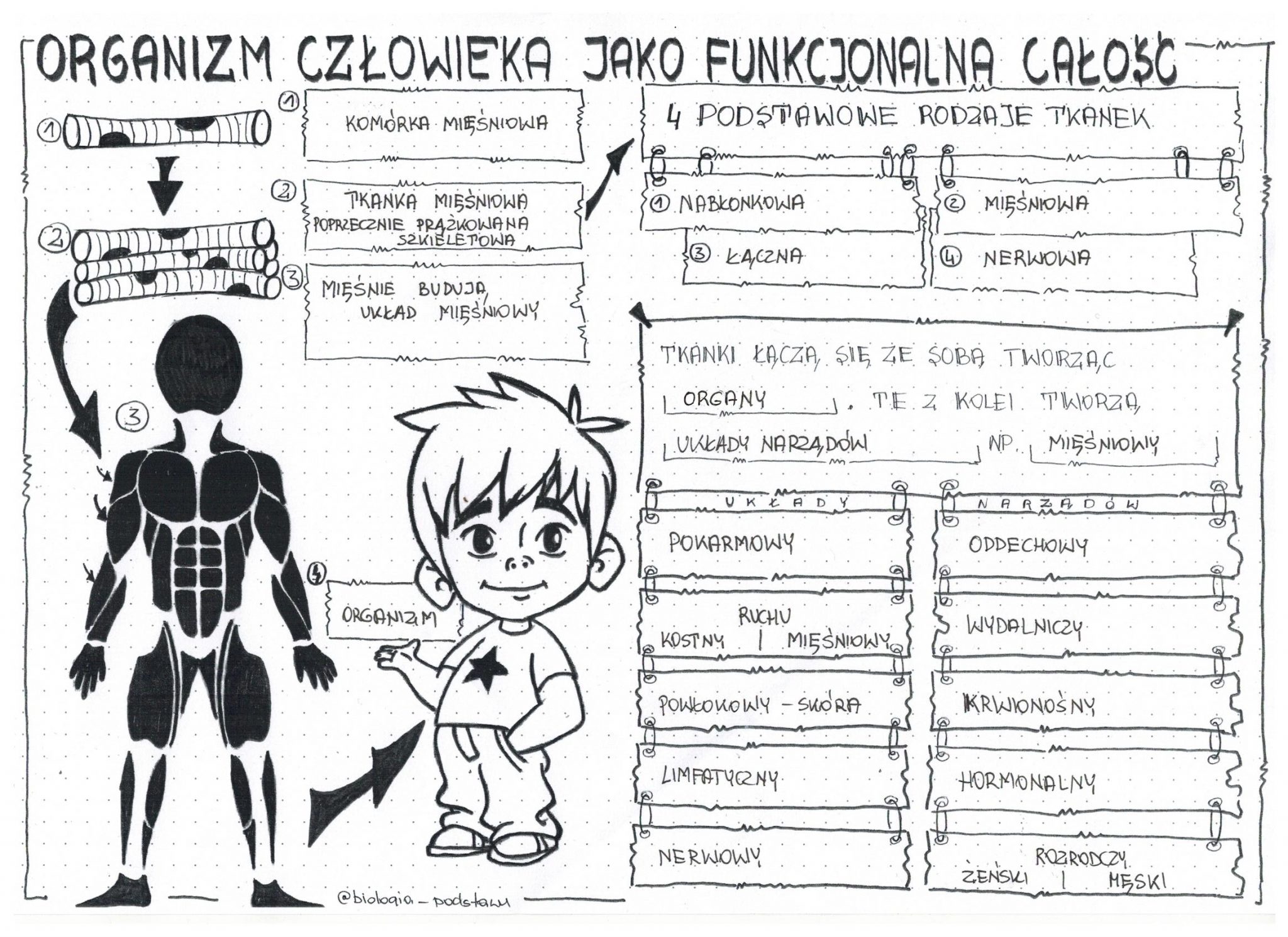 Klasa Organizm Cz Owieka Jako Funkcjonalna Ca O Sketchnotka