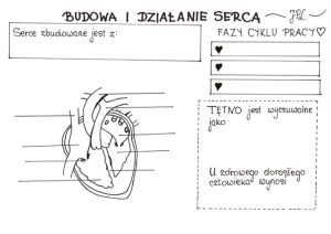 Budowa i działanie serca karta pracy Złoty nauczyciel