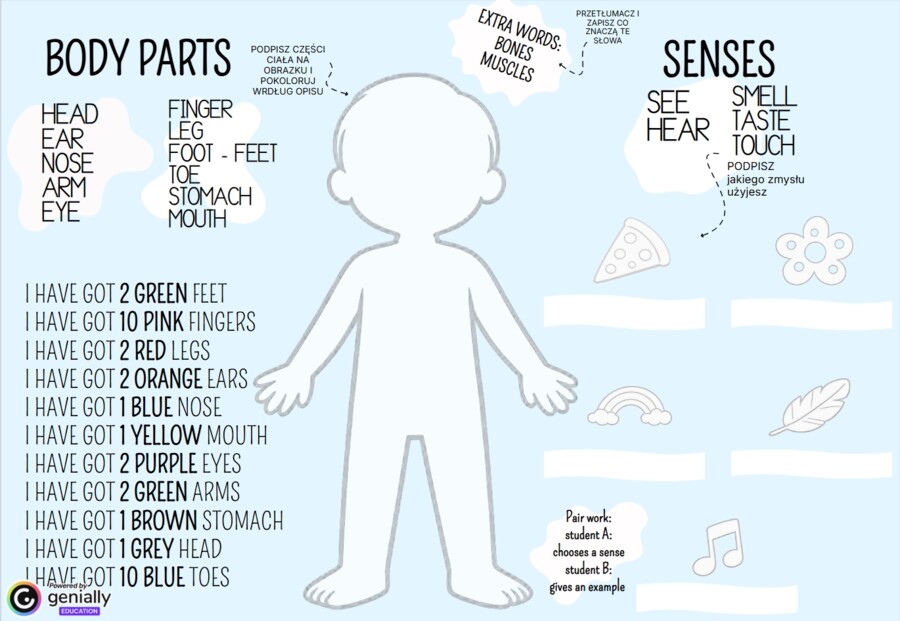 BODY PARTS + SENSES  KL 1-3