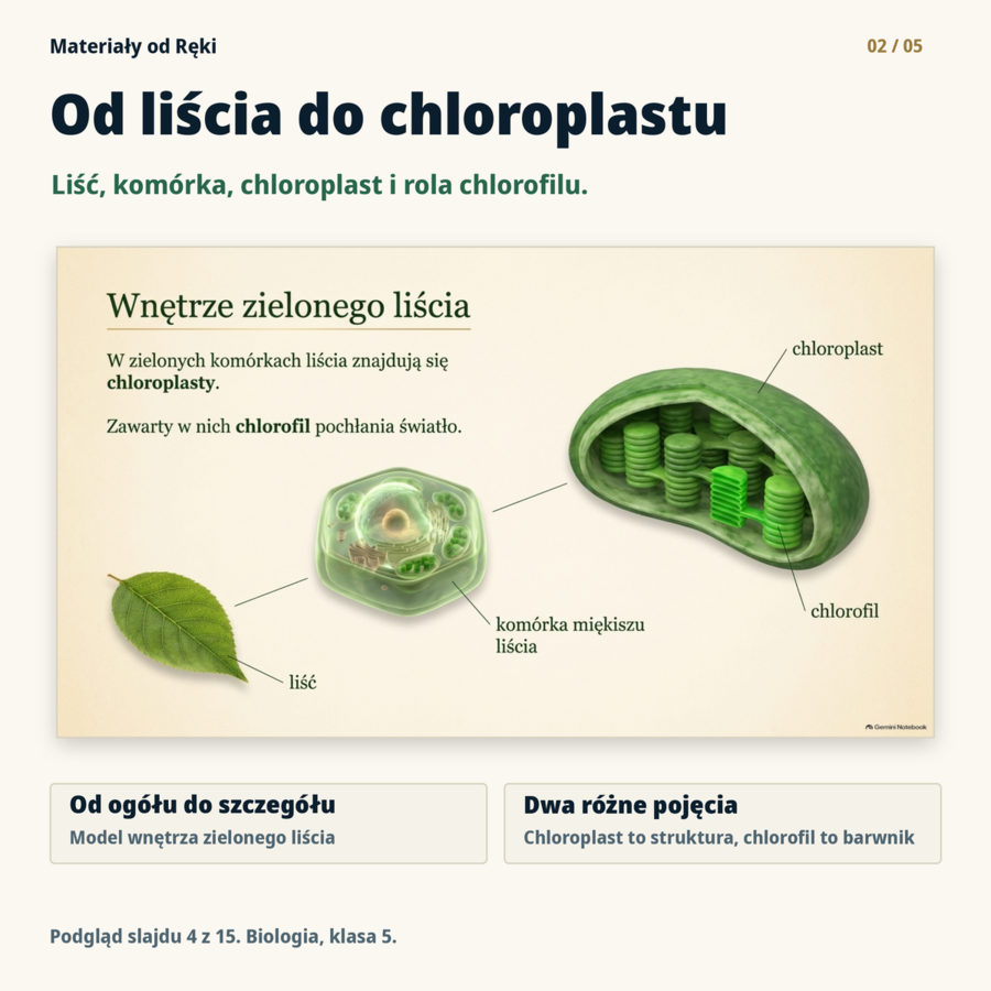 Fotosynteza, klasa 5 - 15 slajdów, karta pracy PDF/DOCX i przewodnik