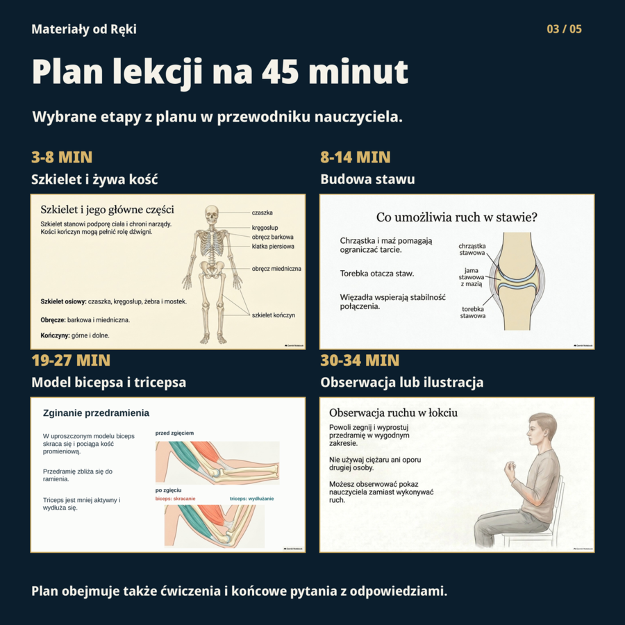 Jak działa aparat ruchu? Kości, stawy i mięśnie - biologia, klasa 7